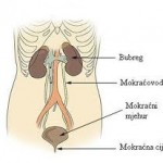 Sistem-organa-za-mokrenje