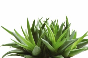 aloe-vera