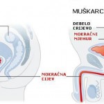 mokracni_organi_