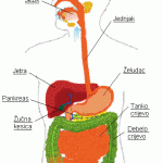 probavni-sistem