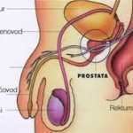 prostata