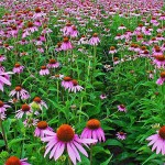 echinacea