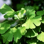 ginko