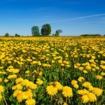 Dandelions