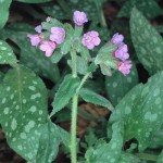 P/170/6 Polmonaria ( Pulmonaria officinalis )