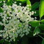 Sambucus nigra